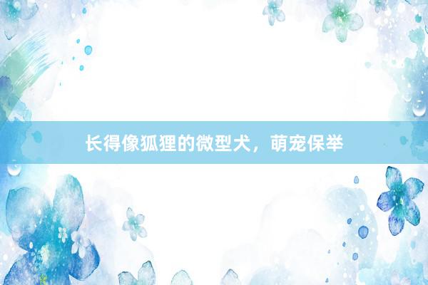 长得像狐狸的微型犬，萌宠保举